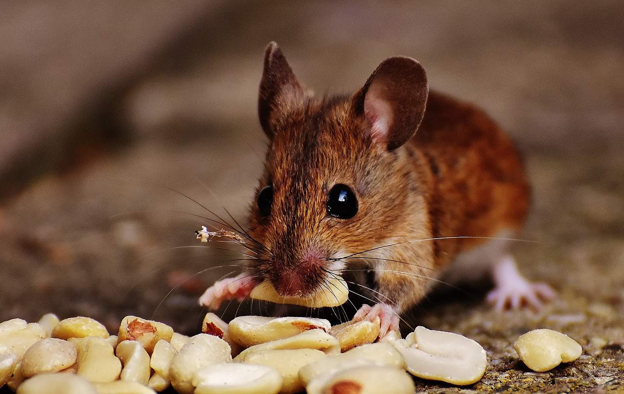 Mäuse im Haushalt kann den Bewohnern das Leben schwer machen